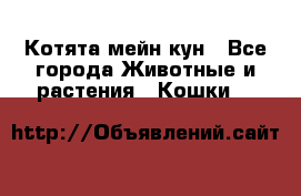 Котята мейн кун - Все города Животные и растения » Кошки   